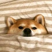 dev2的个人资料头像