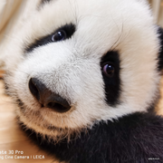 抹茶豆腐的个人资料头像