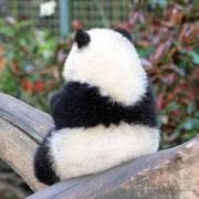 咩咩子741的个人资料头像