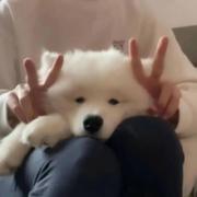 zzoe的个人资料头像