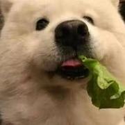 二五的页面仔的个人资料头像