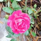 小向走进乡村头像