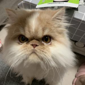 刘什么涛头像