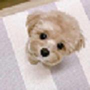 冒险家的个人资料头像