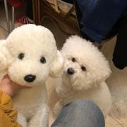 jojotaoo的个人资料头像