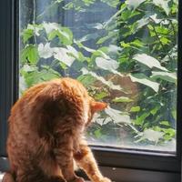 炒鸡稻草人头像