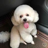 没风自己荡头像