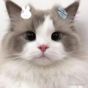 琪琪72的个人资料头像