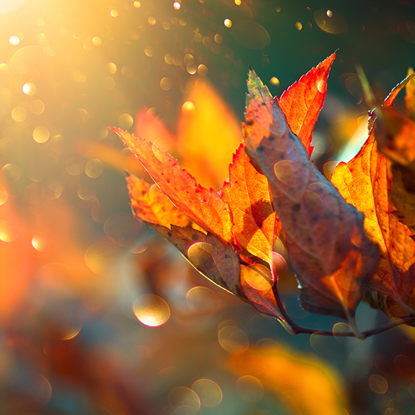 敏锐溪流7A7头像