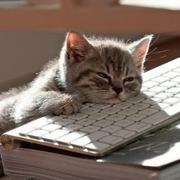 devpotato的个人资料头像