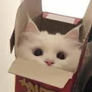 switch的个人资料头像