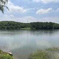 村上春树不是树头像