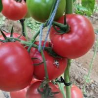 番茄与啤酒头像