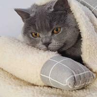 奥利奥泡泡纯甄头像