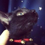 Svenz的个人资料头像