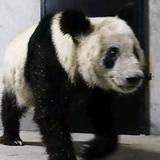 XYG大仙可以哦头像