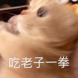 猫小喋头像