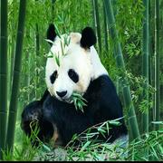 香香丽的个人资料头像