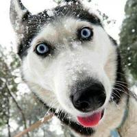 江上清风159头像