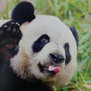 Huocheng的个人资料头像