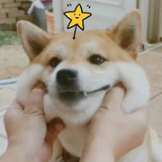 不会说话的刘同学的个人资料头像