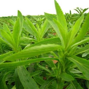 甜叶菊金银花种植头像
