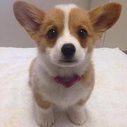 bigertiger的个人资料头像