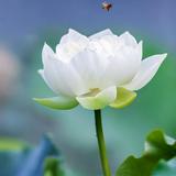 马磊7251头像