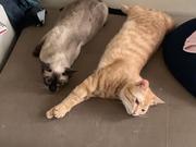 一只小橘猫的个人资料头像