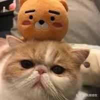 琉璃5536403721332头像