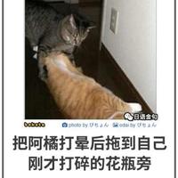 淡定熊猫4lC头像