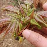 选车不上网头像