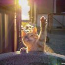 涂山梅梅的个人资料头像