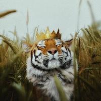 清风醉梦尘头像