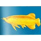 洗衣液谢455头像