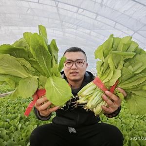 田间硕果家庭农场头像