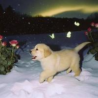 想养猪猪的羊头像