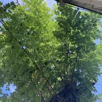 奋发为山雀zp头像