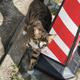 猫咪没有假期 · 领克01 EM-P车主·车龄2年头像