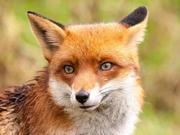 CyberFox的个人资料头像