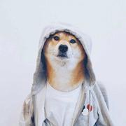 照耀君的个人资料头像