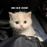 橄榄栽子711头像