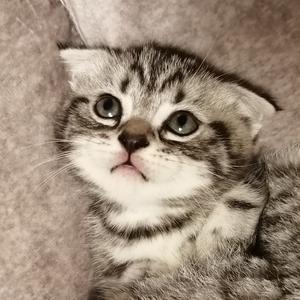 可爱不吃鱼的猫头像