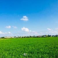 雄鹰头像