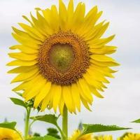 花儿艳阳天头像