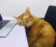 劉不利多的个人资料头像