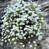 飞翔的企鹅头像