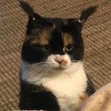 猛男锤锤46头像