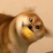 皮蛋皮是我哦的个人资料头像