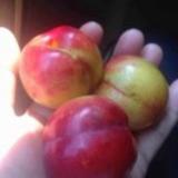 贫下中农355头像